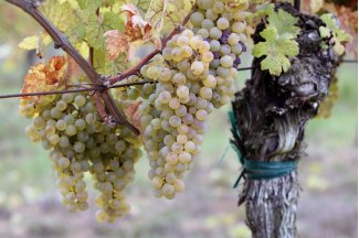 vino